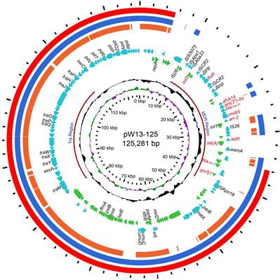 Frontiers Characterization of a Novel Chromosomal Class C β Lactamase